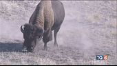 I bisonti salvi grazie ai Sioux