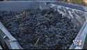 Il Montepulciano d'Abruzzo