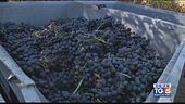 Il Montepulciano d'Abruzzo