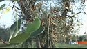 Xylella e maltempo allarme olio e miele