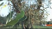 Xylella e maltempo allarme olio e miele