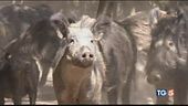 "Cinghiali e caprioli devastano le vigne"