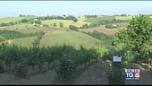 Gusto DiVino: nei vigneti delle Marche