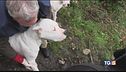 Criminale e animali