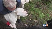 Criminale e animali