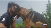 Vigliacco e crudele chi ha ucciso il cane Kaos