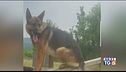 Crudele morte del cane eroe