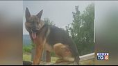 Crudele morte del cane eroe