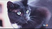Giornata mondiale del gatto