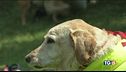 La giornata del cane