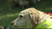 La giornata del cane