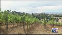 Tempo di Sangiovese
