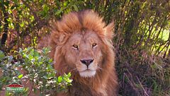 La straordinaria fauna del Kenya