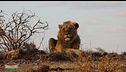 Il re della savana
