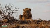 Il re della savana