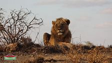 Il re della savana