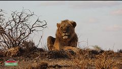 Il re della savana