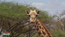 La giraffa Masai