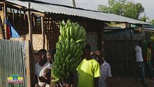 La Banana Plantation di Arba Minch