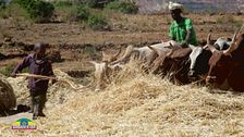 La mietitura del grano
