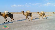Le lunghe carovane di cammelli