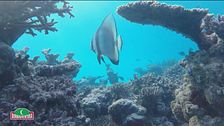 Immersioni e snorkeling