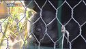In Kenya per salvare i baby elefanti