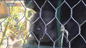 In Kenya per salvare i baby elefanti