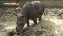 Un cavallo coi fiocchi
