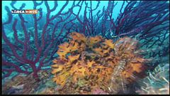 Puntata del 4 novembre