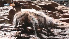 Puntata del 18 novembre