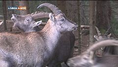 Puntata del 16 dicembre