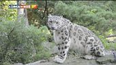 Il leopardo delle nevi