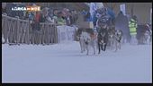Cani da slitta in Trentino