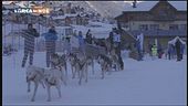 Cani da slitta in Trentino