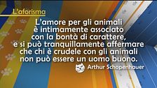 L'aforisma