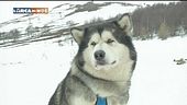 Il cane dentista
