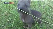 L'Educ-cani