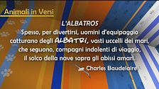 L'aforisma