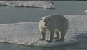 L'ecosistema antartico