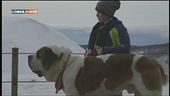 Show dogs