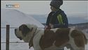 L'Educ-cani: Dog Dance