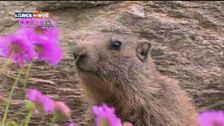 La marmotta, l'animale più amato delle Dolomiti