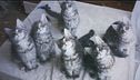 Piccoli ma importanti