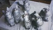 Piccoli ma importanti