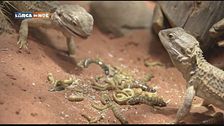 Cosa mangiano i Pogona?