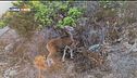 Virtual hunting