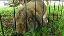 Made in Bunny