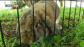 Made in Bunny