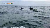 Il canto dei delfini